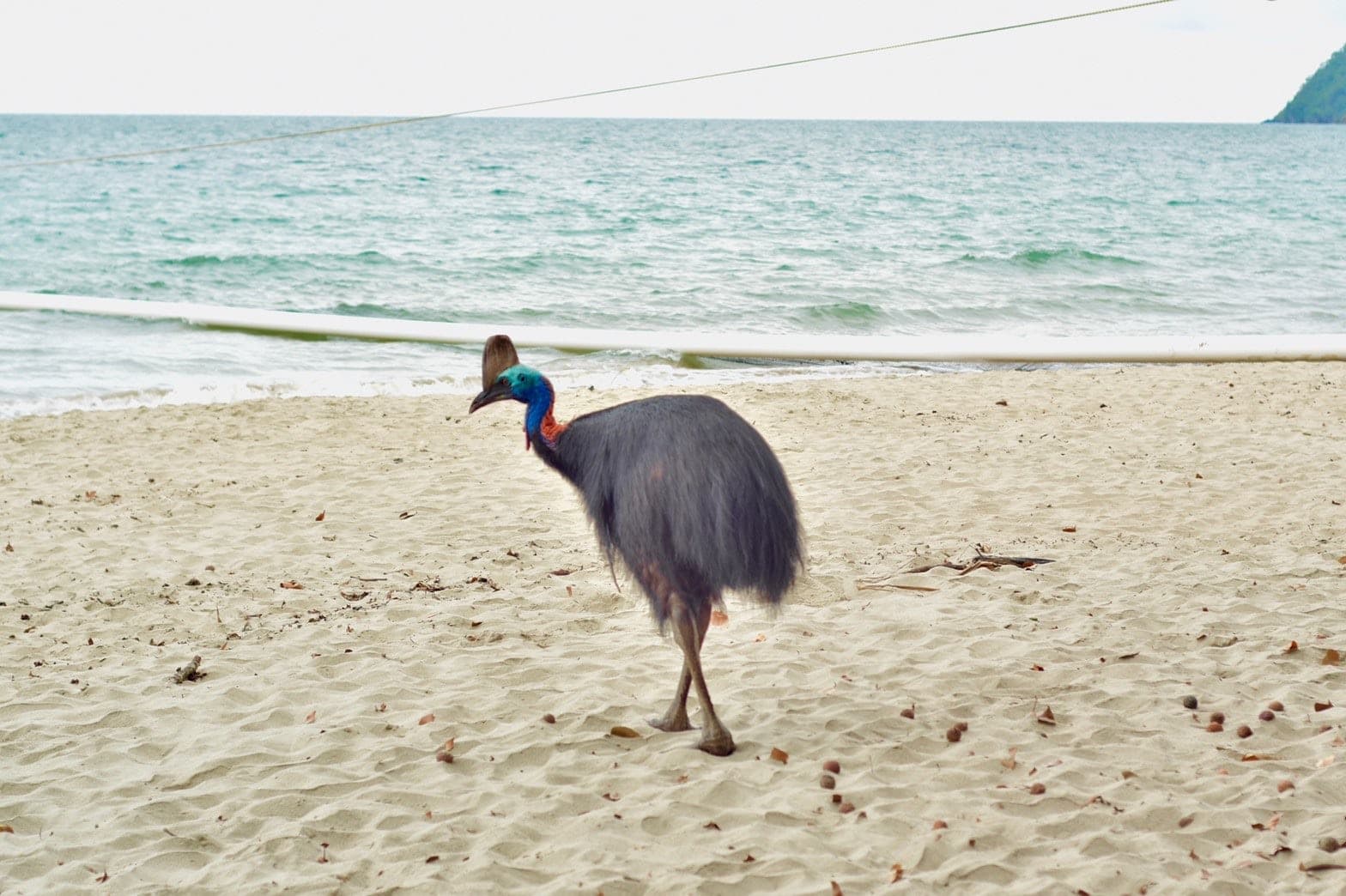 Cassowary 