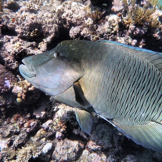 Humphead Maori Wrasse