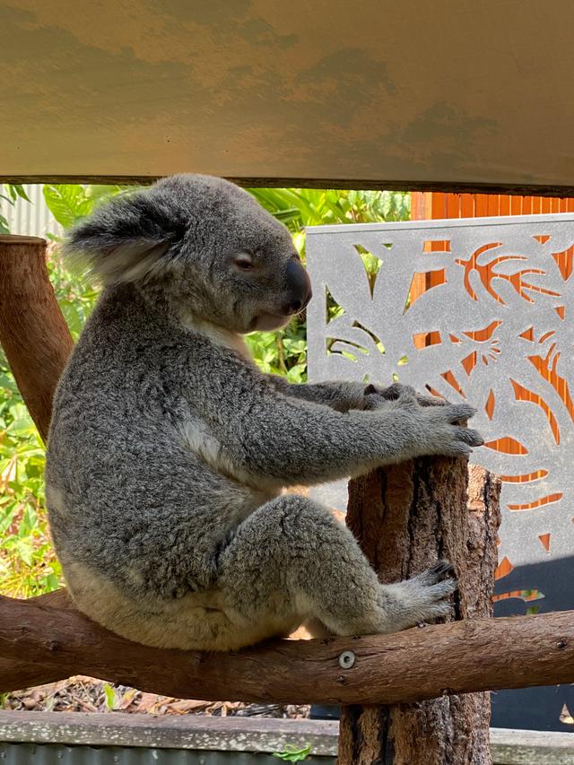 Koala 🐨